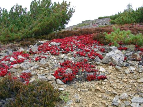 Fall color on Therorhodion glandulosum in Magadan, Russia. Photo by A. N. Berkutenko