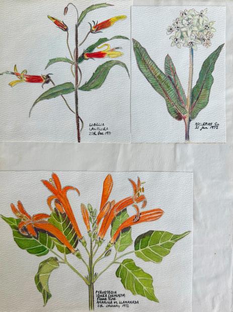 Sally Walker's botanical illustrations