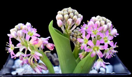 Ledebouria species  from Steenkampsberg in South Africa