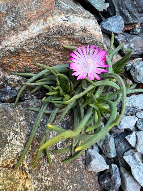 Marlothistella stenophylla