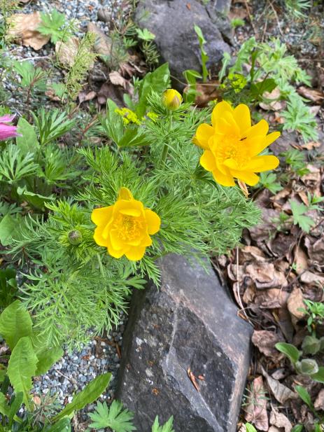 Adonis amurensis    