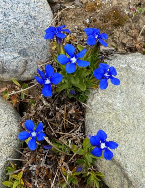 Gentiana verna  