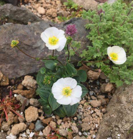 Ranunculus parnassifolius     