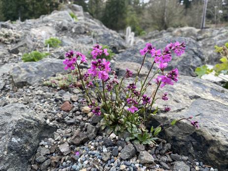 Arabis macdonaldiana    