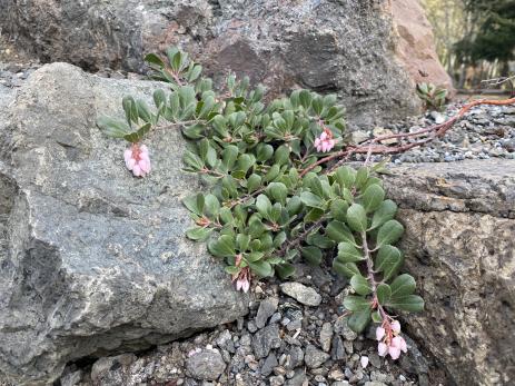 Arctostaphylos x media 