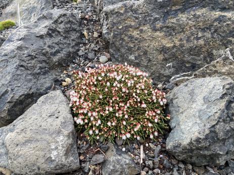 Cassiope lycopodioides