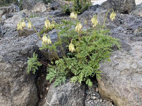 Dicentra formosa subsp. oregana