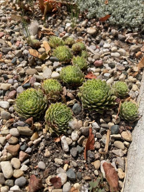 Sempervivum in the garden catch my neighbors' attention.