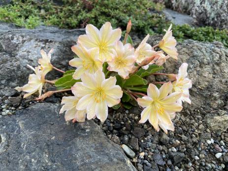 Lewisiopsis tweedyi