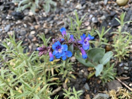 Penstemon mucronatus 