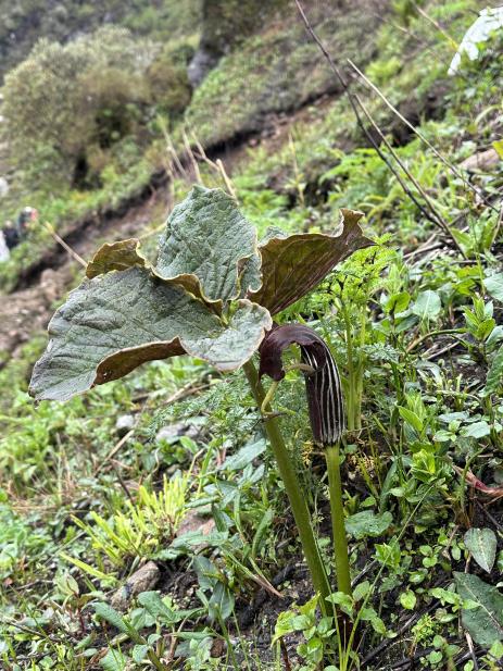 Arisaema cf. elephas