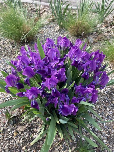 Iris ‘Atroviolacea’   