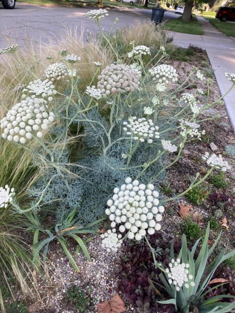 Moon carrot (Seseli gummiferum)