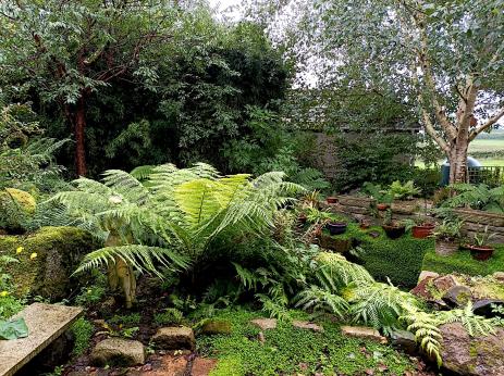 Australian tree fern (Dicksonia antarctica) 