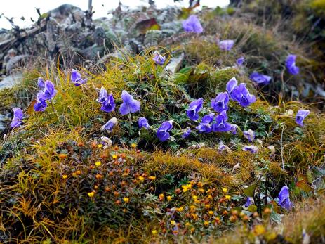 Aconitum fletcherianum