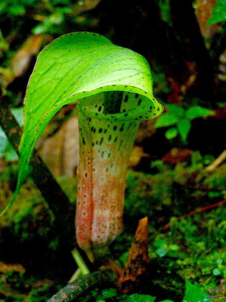 Arisaema rhizomatum flower 