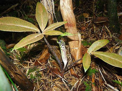 Arisaema rhizomatum flower and foliage