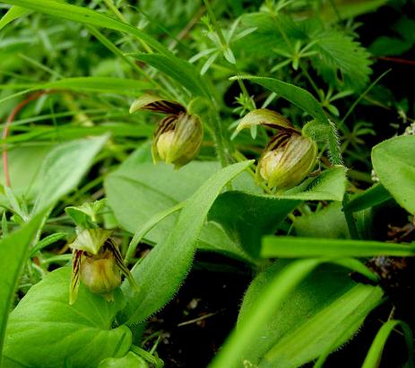 Cypripedium elegans