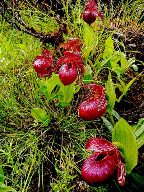 Cypripedium tibeticum     