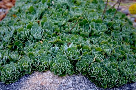 Eriogonum siskiyouense foliage