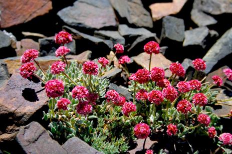 Eriogonum gracilipes