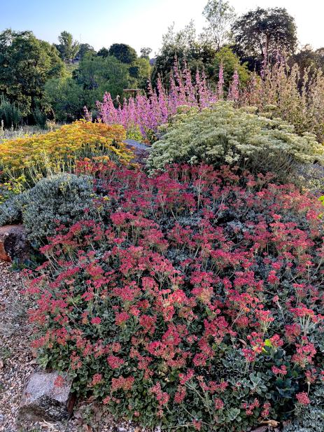 Eriogonum umbellatum ‘Alturas Red’