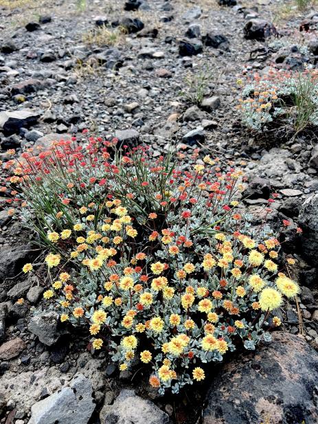 Eriogonum prattenianum