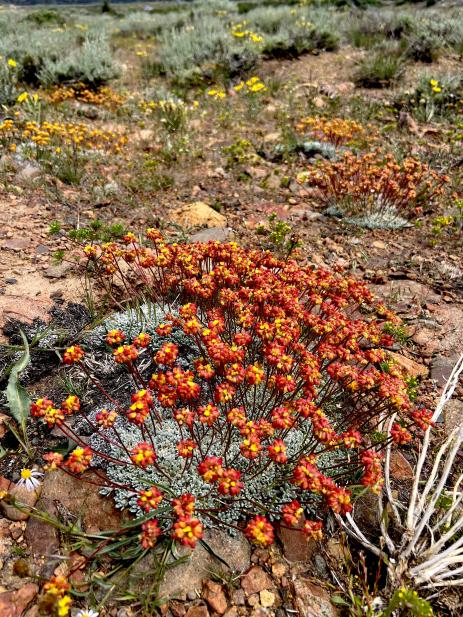 Eriogonum caespitosum    