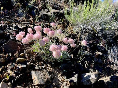 Eriogonum ovalifolium var. purpureum