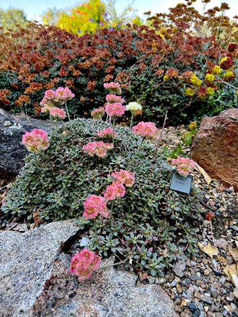 Eriogonum nervulosum     