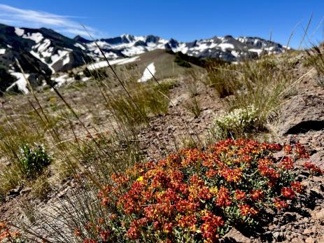 Eriogonum umbellatum var. covillei