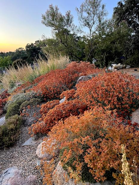 Late summer buckwheats in a dry garden