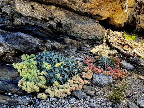 Eriogonum lobbii