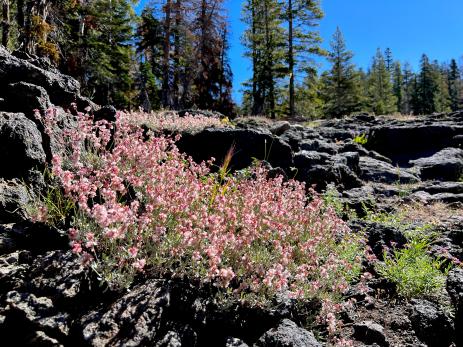 Eriogonum wrightii var. subscaposum