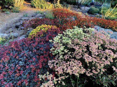 Eriogonum heracleoides and E. umbellatum 