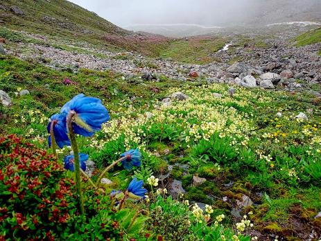 Meconopsis simplicifolia subsp. grandiflora 