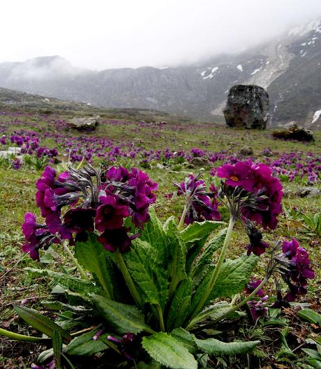 Primula calderiana      