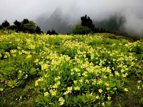 Primula sikkimensis