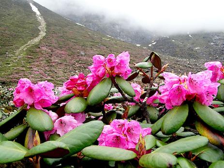 Rhododendron campanulatum subsp. aeruginosum