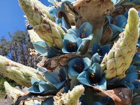 Puya x berteroniana 