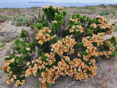 Heliotropium megalanthum     