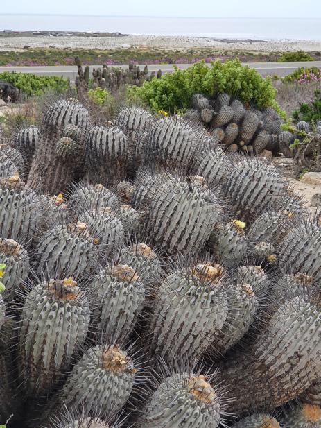 Copiapoa dealbata 