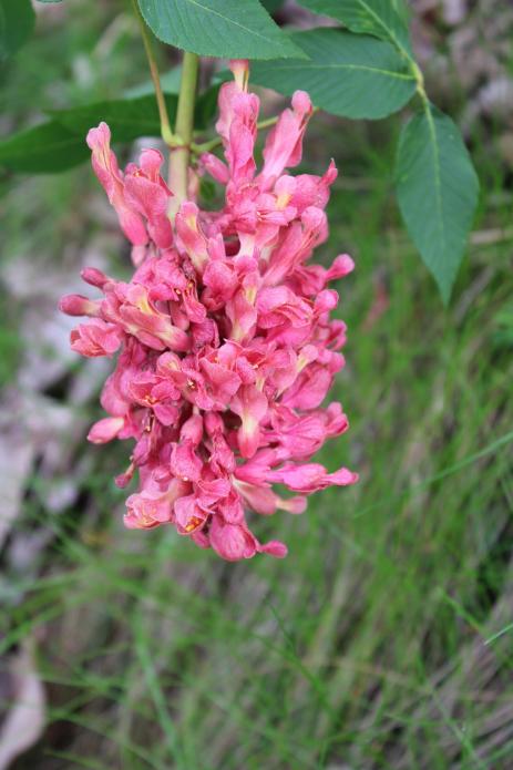 Red form of Aesculus sylvatica