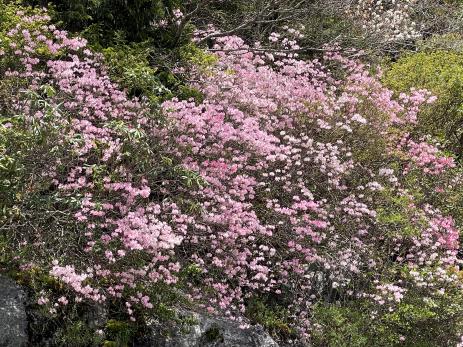 Rhododendron vaseyi