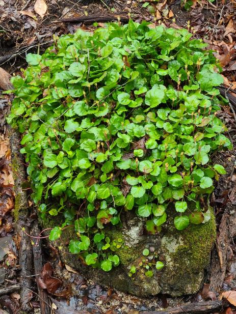 Shortia galacifolia