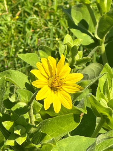 Silphium glutinosum