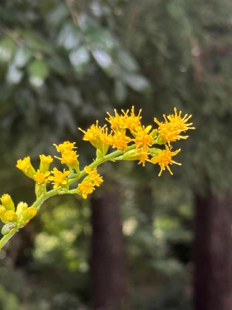 Solidago faucibus                   