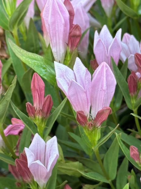 Spigelia alabamensis     