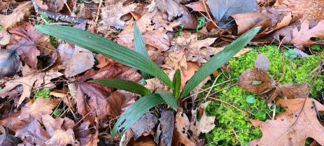 Seedling from Trachycarpus wagnerianus