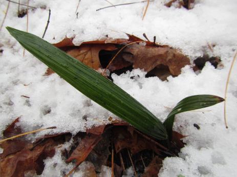 Trachycarpus fortunei in snow